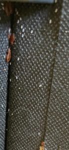 entreprise punaises de lit paris